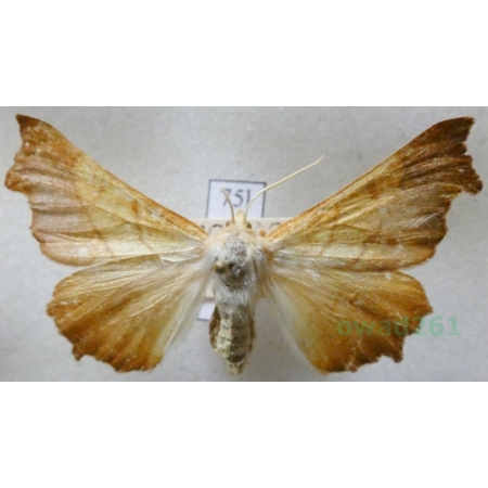 Ennomos fuscantaria (Haworth, 1809) female Latalec najesioniak Czech75l